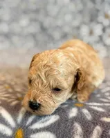 Wells, a male Poodle - Toy  and Poodle - Miniature  for sale in Hawarden, IA – Photo 4 of 8