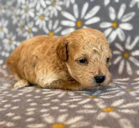 Wells, a male Poodle - Toy  and Poodle - Miniature  for sale in Hawarden, IA – Photo 8 of 8