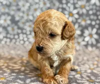 Wells, a male Poodle - Toy  and Poodle - Miniature  for sale in Hawarden, IA – Photo 6 of 8
