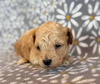 Wells, a male Poodle - Toy  and Poodle - Miniature  for sale in Hawarden, IA – Photo 3 of 8