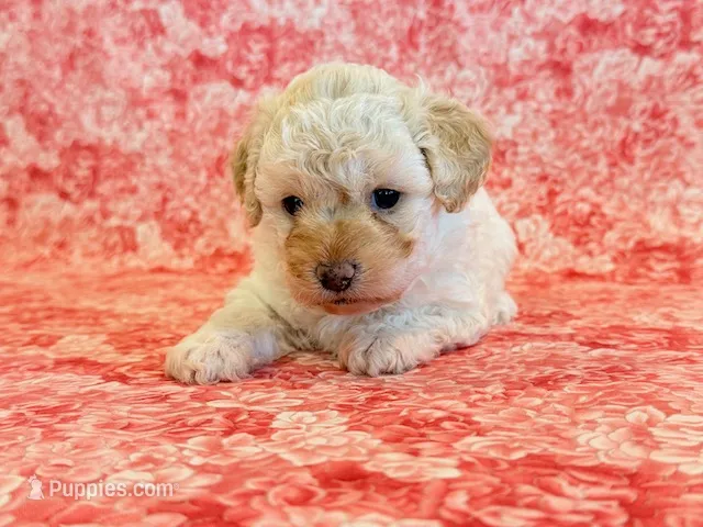 Millie – Cockapoo puppy for sale in Hawarden, IA