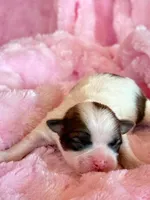 Brandy, a female Mal Shi for sale in Hawarden, IA – Photo 6 of 9