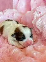 Brandy, a female Mal Shi for sale in Hawarden, IA – Photo 2 of 9