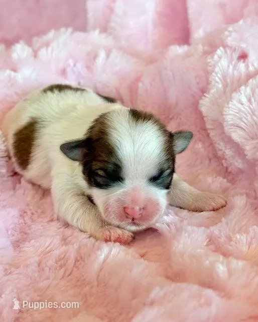 Brandy – Mal Shi puppy for sale in Hawarden, IA