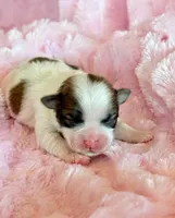 Brandy, a female Mal Shi for sale in Hawarden, IA – Photo 1 of 9