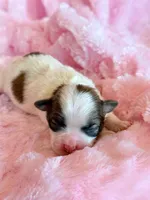 Brandy, a female Mal Shi for sale in Hawarden, IA – Photo 8 of 9