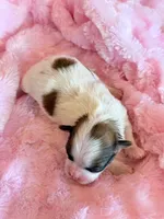 Brandy, a female Mal Shi for sale in Hawarden, IA – Photo 7 of 9