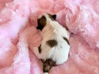 Brandy, a female Mal Shi for sale in Hawarden, IA – Photo 3 of 9