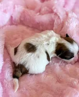 Brandy, a female Mal Shi for sale in Hawarden, IA – Photo 4 of 9