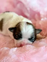 Brandy, a female Mal Shi for sale in Hawarden, IA – Photo 9 of 9