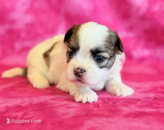 Brandy – Mal Shi puppy for sale in Hawarden, IA