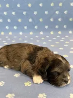 Frankie, a male Shihpoo for sale in Hawarden, IA – 2 of 8