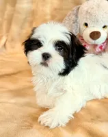 processed/0f5b73e2-4cdc-4620-9db4-62a8269dc5f7/listing/7f3047b9-a491-48e8-991c-7744c56a6715/33bb5093-4ff8-4bef-83a3-3e7cf6e63c2e