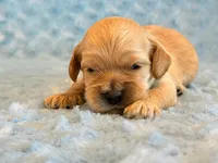 Lester, a male Cockapoo for sale in Hawarden, IA – 6 of 6