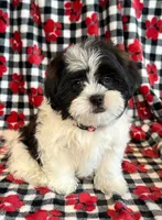 processed/0f5b73e2-4cdc-4620-9db4-62a8269dc5f7/listing/80a05d92-bc70-4850-8d12-3b3b5e675691/734af2b4-b2b2-4b07-acbb-e9525cb4a988