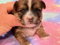Kimber, a female Morkie for sale in Hawarden, IA – 3 of 8