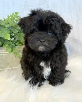 Dakotah, a male Shihpoo for sale in Hawarden, IA – 2 of 10