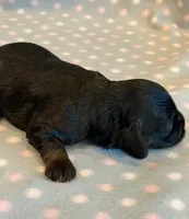 Mitzi, a female Cockapoo for sale in Hawarden, IA – 4 of 6