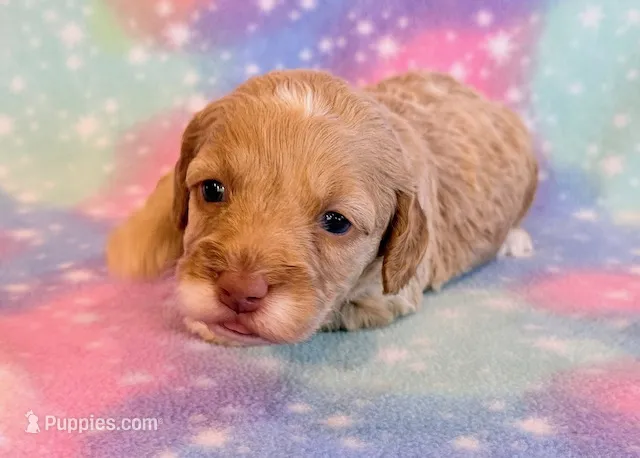 Ellie – Cockapoo puppy for sale in Hawarden, IA