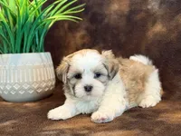 Peanut, a male Mal Shi for sale in Hawarden, IA – 3 of 10
