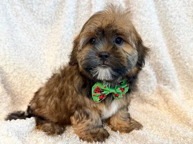 Oakley – Shorkie puppy for sale in Hawarden, IA