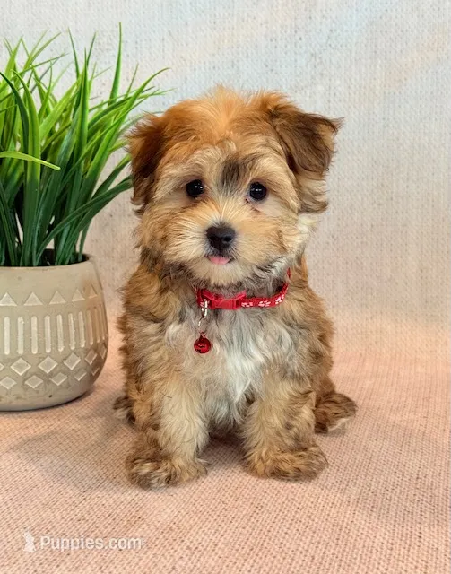Kato – Morkie puppy for sale in Hawarden, IA