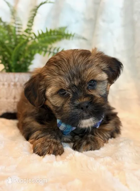 Oakley – Shorkie puppy for sale in Hawarden, IA