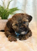 Oakley, a male Shorkie for sale in Hawarden, IA – 1 of 10