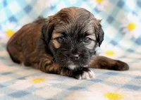 Spencer, a male Shihpoo for sale in Hawarden, IA – Photo 10 of 10