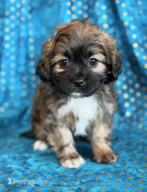 Spencer – Shihpoo puppy for sale in Hawarden, IA