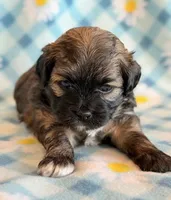 Spencer, a male Shihpoo for sale in Hawarden, IA – Photo 7 of 10