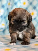 Spencer, a male Shihpoo for sale in Hawarden, IA – Photo 3 of 10
