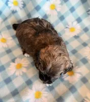 Spencer, a male Shihpoo for sale in Hawarden, IA – Photo 8 of 10