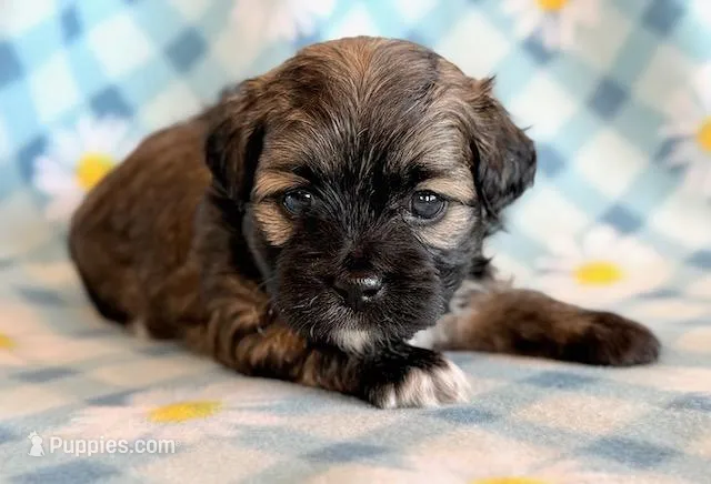 Spencer – Shihpoo puppy for sale in Hawarden, IA