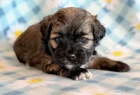 Spencer, a male Shihpoo for sale in Hawarden, IA – Photo 1 of 10