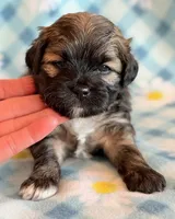 Spencer, a male Shihpoo for sale in Hawarden, IA – Photo 6 of 10