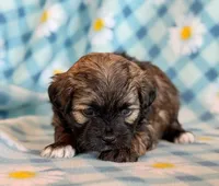 Spencer, a male Shihpoo for sale in Hawarden, IA – Photo 5 of 10