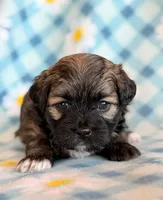 Spencer, a male Shihpoo for sale in Hawarden, IA – Photo 2 of 10