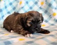 Spencer, a male Shihpoo for sale in Hawarden, IA – Photo 9 of 10