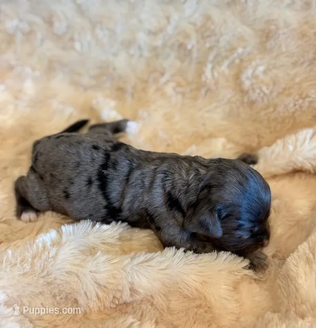 Elliot – Cockapoo puppy for sale in Hawarden, IA