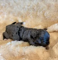Elliot, a male Cockapoo for sale in Hawarden, IA – 1 of 1