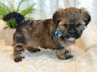 Oakley, a male Shorkie for sale in Hawarden, IA – 10 of 10