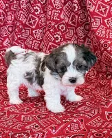 Domino, a male Shihpoo for sale in Hawarden, IA – 4 of 10