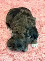 Fergie, a female Shihpoo for sale in Hawarden, IA – 3 of 8
