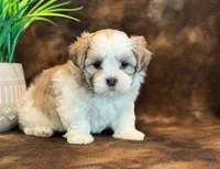 Peanut, a male Mal Shi for sale in Hawarden, IA – 9 of 10