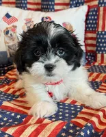 Baylor, a male Mal Shi for sale in Hawarden, IA – 9 of 9