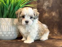 Peanut, a male Mal Shi for sale in Hawarden, IA – 2 of 10