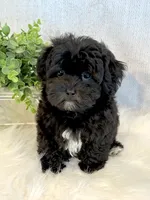 Dakotah, a male Shihpoo for sale in Hawarden, IA – 5 of 10