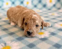Waffles, a male Poodle - Toy  and Poodle - Miniature  for sale in Hawarden, IA – Photo 2 of 8