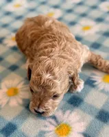 Waffles, a male Poodle - Toy  and Poodle - Miniature  for sale in Hawarden, IA – Photo 6 of 8